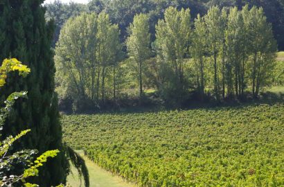 How to Value a Bordeaux Vineyard