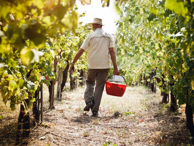 The monetary return on vineyards might not be as lucrative as other investments, but the lifestyle benefits are manifold. Photograph: Getty Images