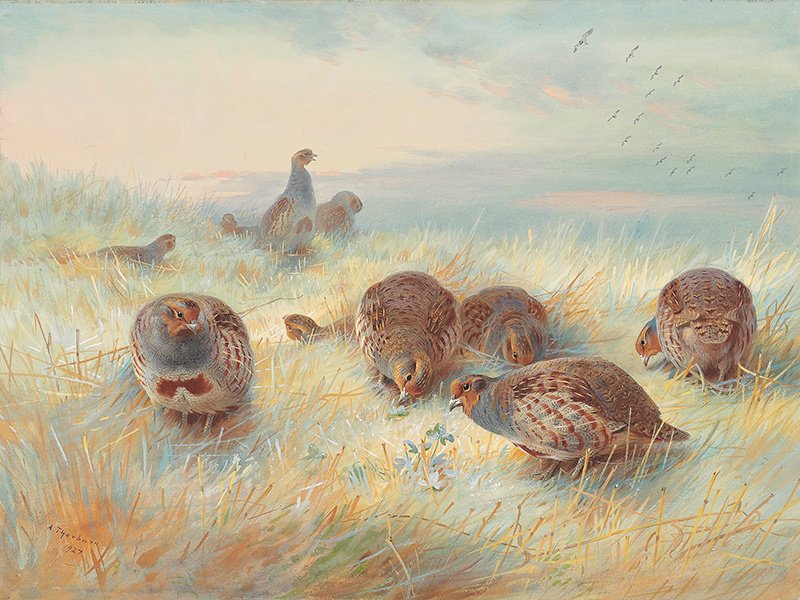 A Frosty Dawn, dating from 1927 (estimate £50,000–£70,000), demonstrates Archibald Thorburn’s extraordinary handling of light and ability to capture the natural movement of birds. Image: Christie’s Images Ltd. 2017. Banner image: The Tillypronie estate.