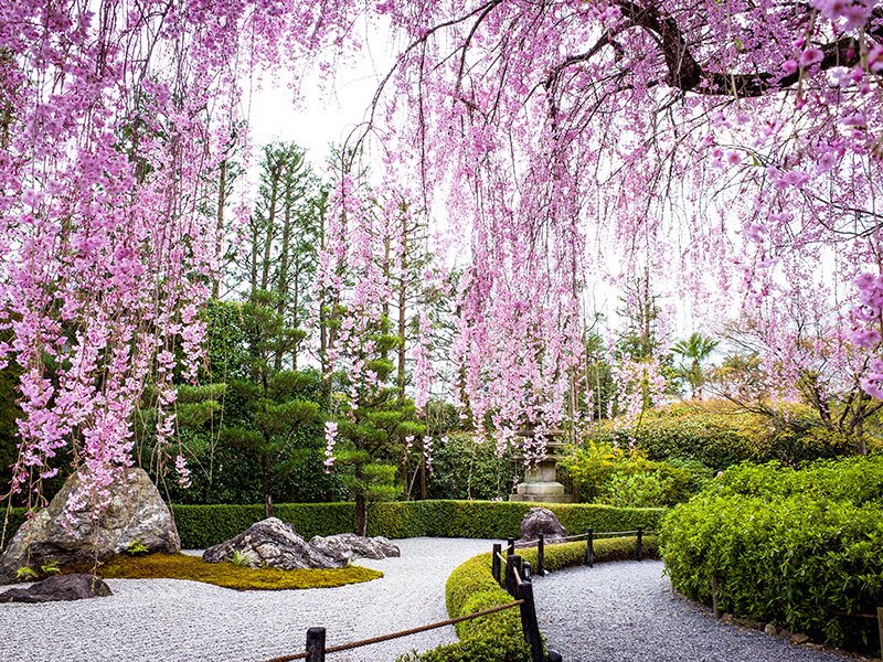 Cherry blossom season is short—the flowers usually bloom between the end of March and the middle of April—and is celebrated because its beauty symbolizes new beginnings. Photograph: Getty Images