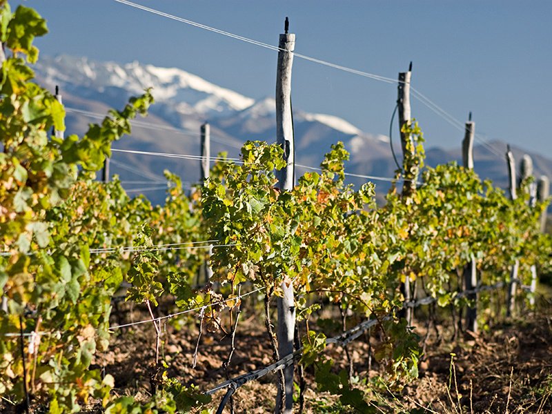 For a vineyard to thrive high in the Argentine Andes, where rainfall is rare, it must be self-sufficient.  At the world's highest vineyard, Altura Maxima, water flows from a ruined Inca irrigation canal to power a water turbine and generate electricity for the estate.  Robert Russo pictures