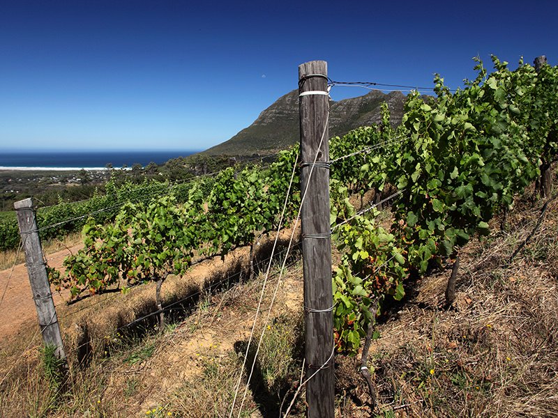 The vines at Cape Town’s Cape Point winery directly overlook the ocean, while enjoying the influences of the South African sunshine. Photograph: Getty.