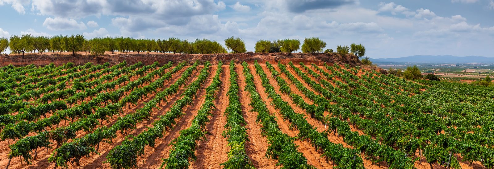 La Rioja vineyard