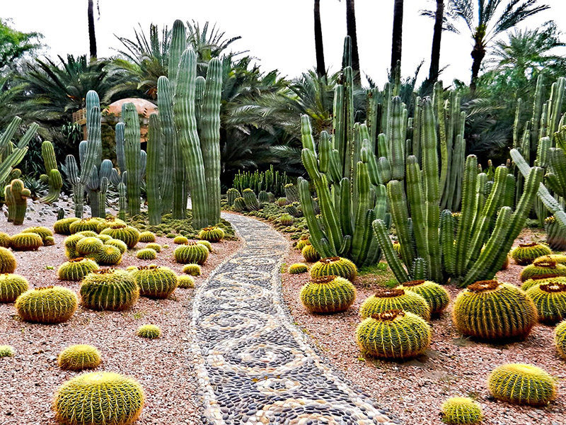 Cacti garden at Moroccan palace