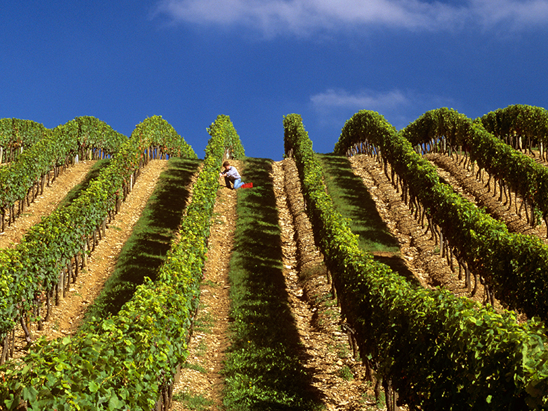 ineyard and wine worker in the Haute Cote de Nuits region of Burgundy France