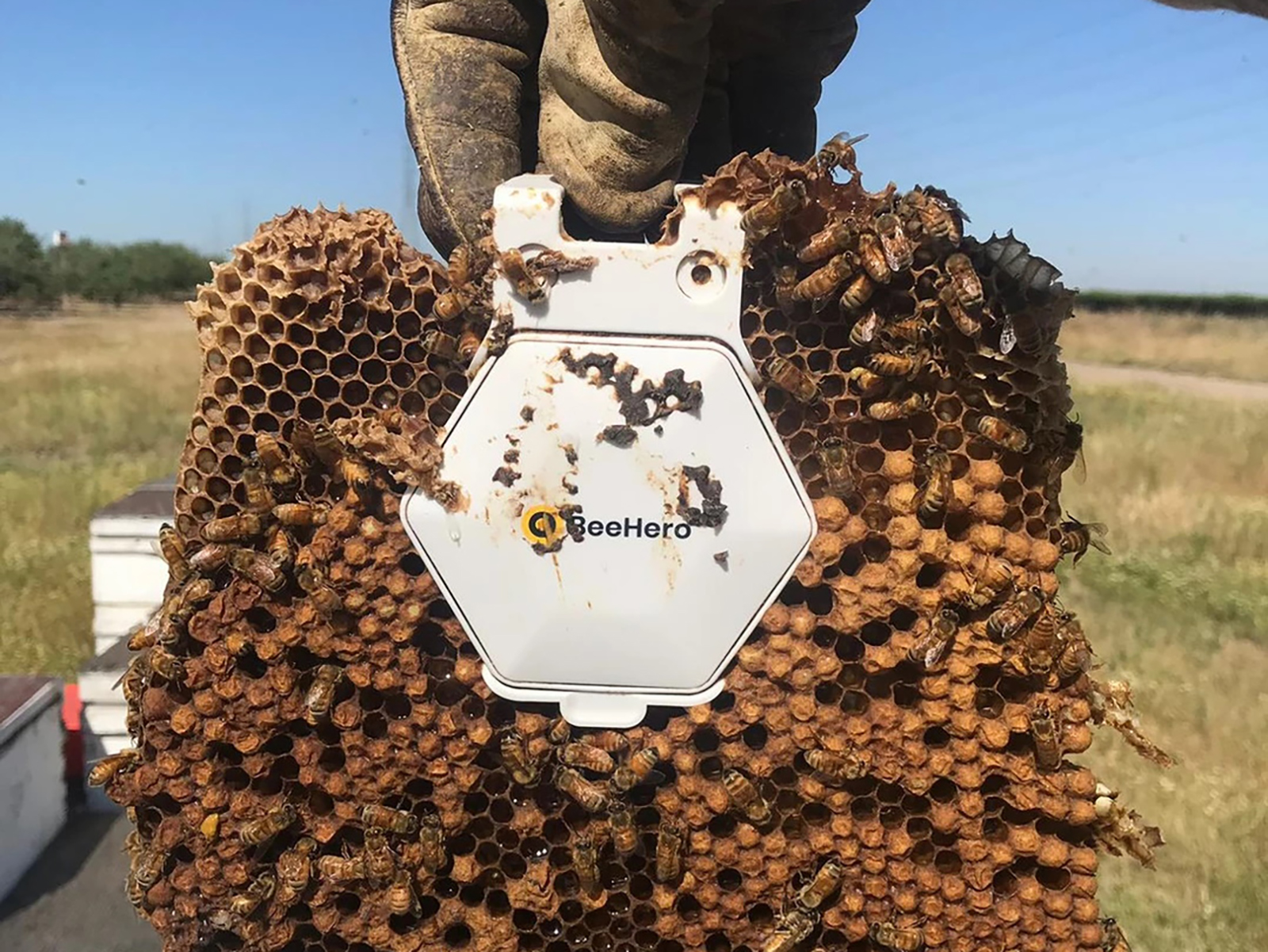 A BeeHero gardening tech device clipped onto a honeycomb filled with bees