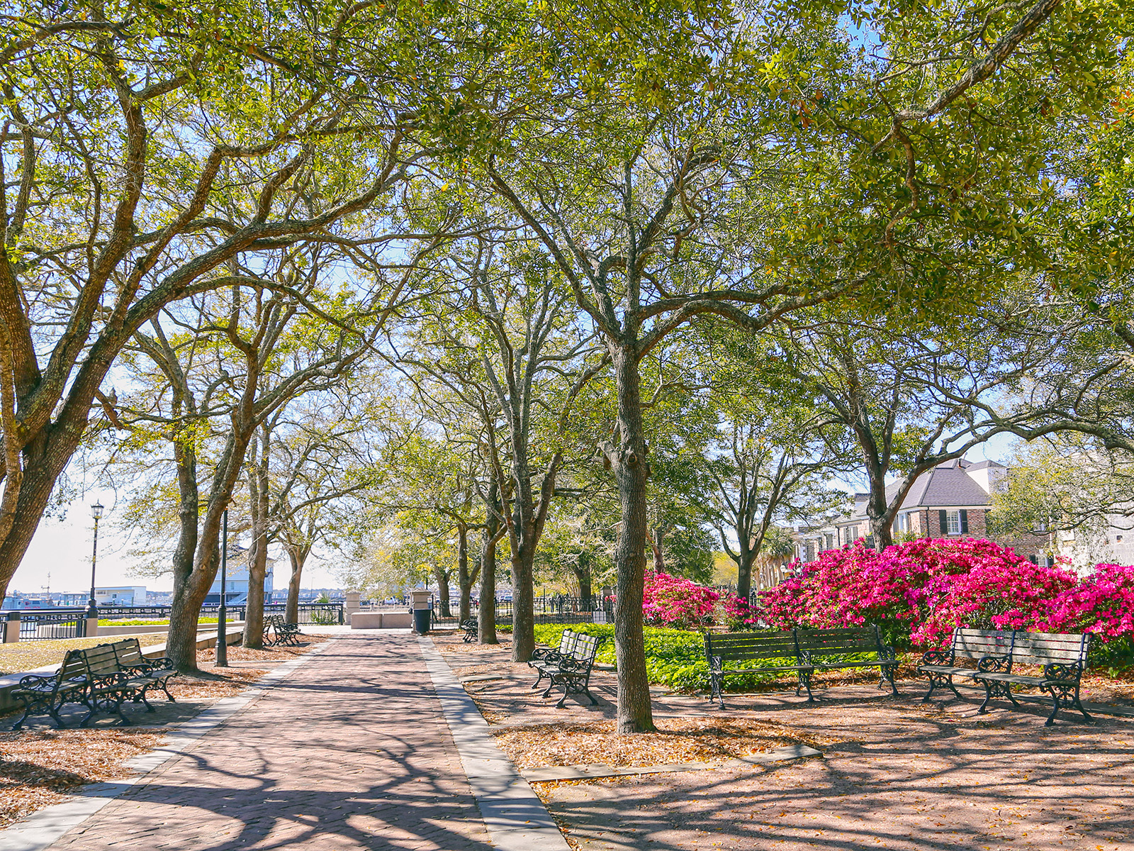 Trees and walkway at Waterfront Park, Charleston